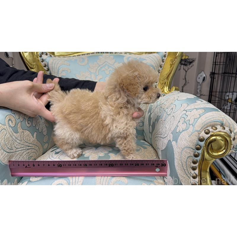 販売中の新潟県のティーカッププードル-430715の2枚目