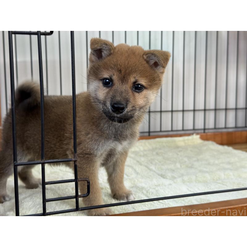 成約済の岡山県の柴犬-430192の3枚目