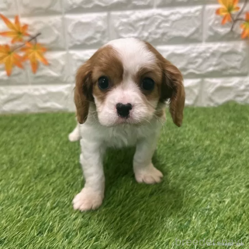 販売中の愛知県のキャバリアキングチャールズスパニエル-427125