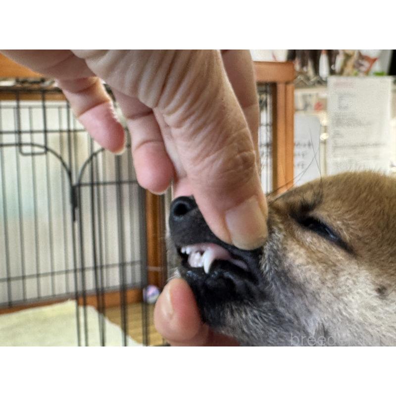 成約済の岡山県の柴犬-430192の2枚目