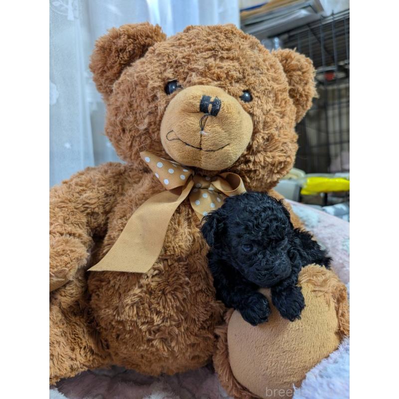 販売中の滋賀県のティーカッププードル-430716の4枚目