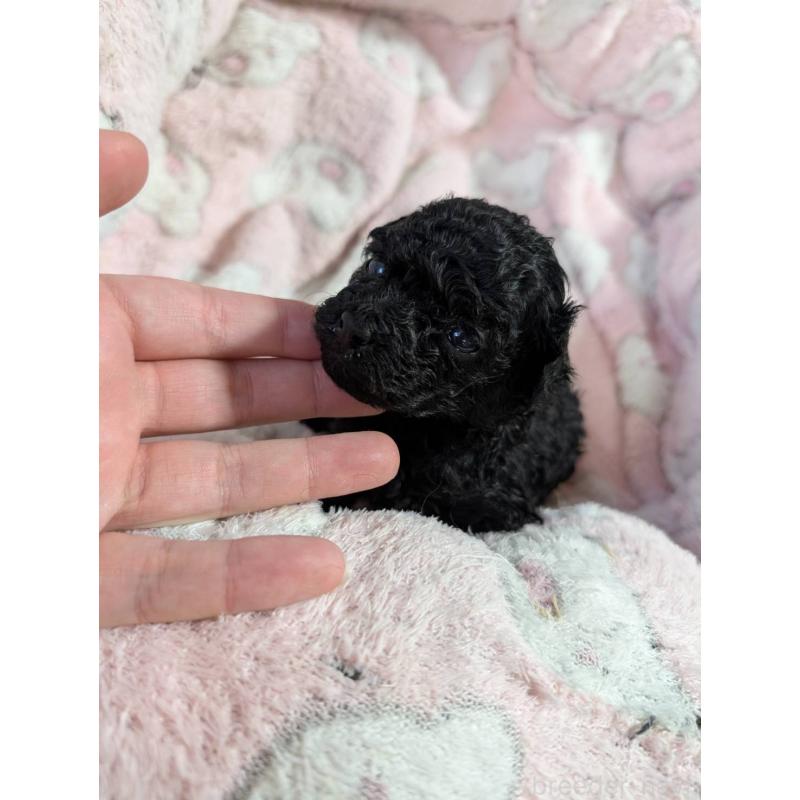 販売中の滋賀県のティーカッププードル-430716の3枚目