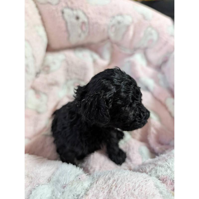 販売中の滋賀県のティーカッププードル-430716の2枚目