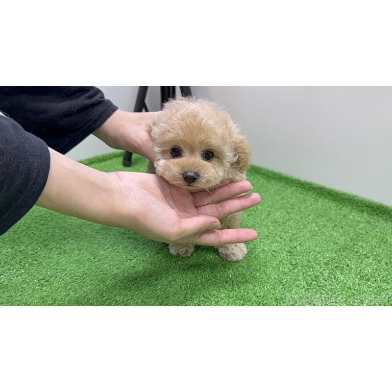 販売中の東京都のティーカッププードル-430718の6枚目