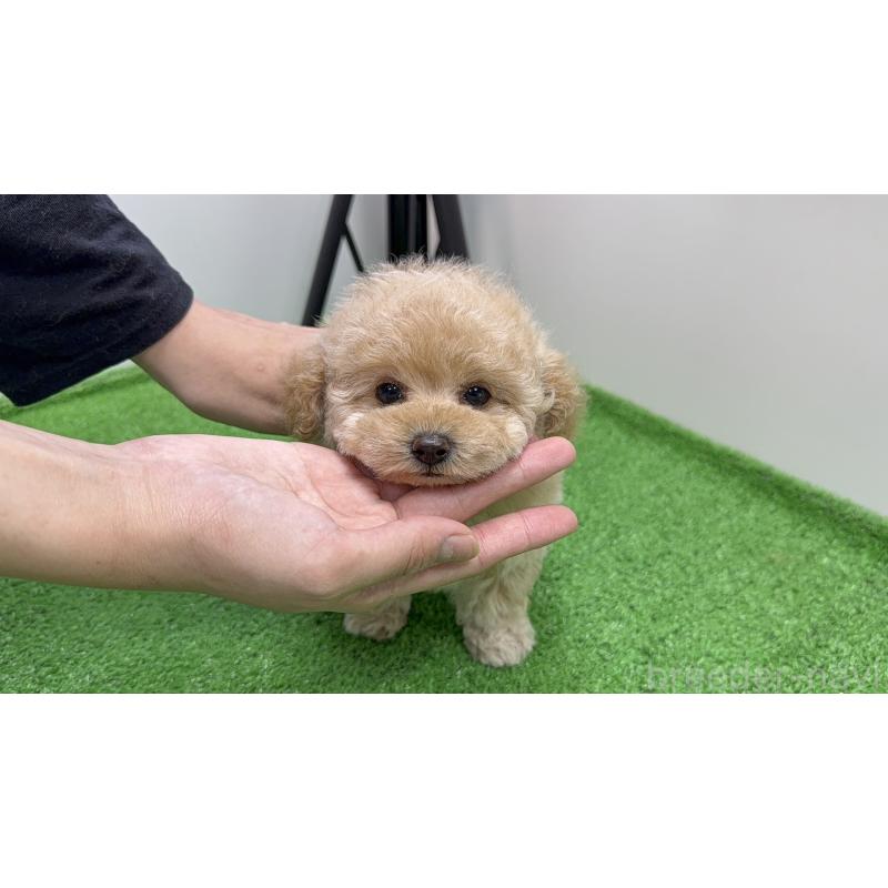 販売中の東京都のティーカッププードル-430718の5枚目