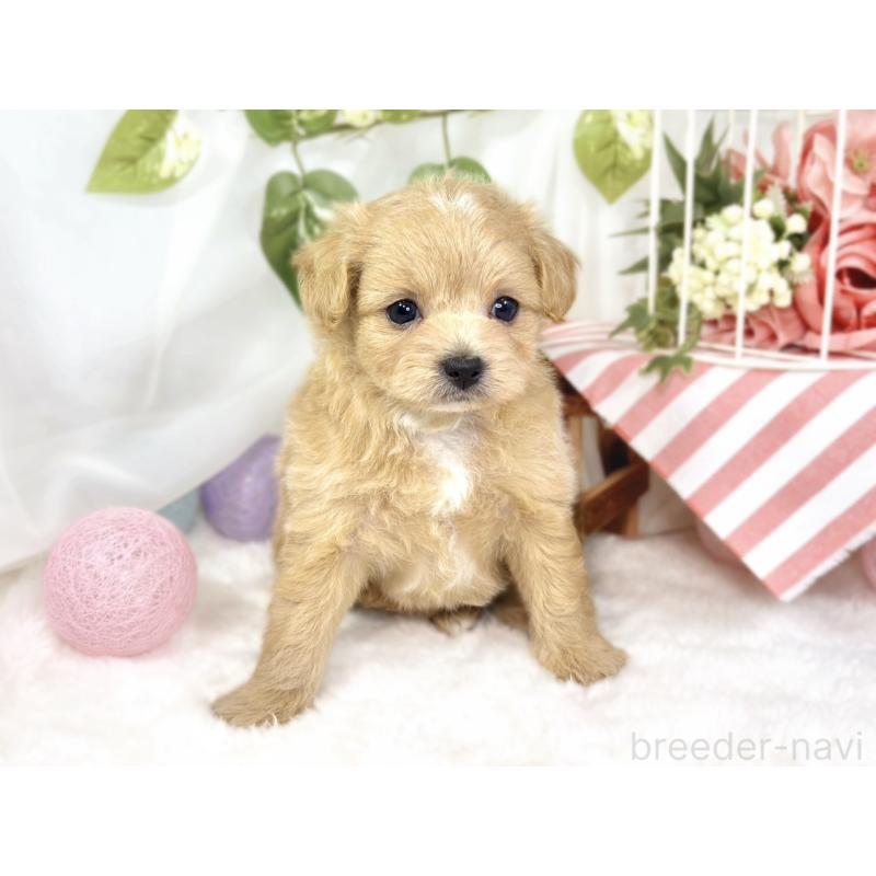 販売中の滋賀県のチワプー:チワワ×トイプードル-430721の4枚目