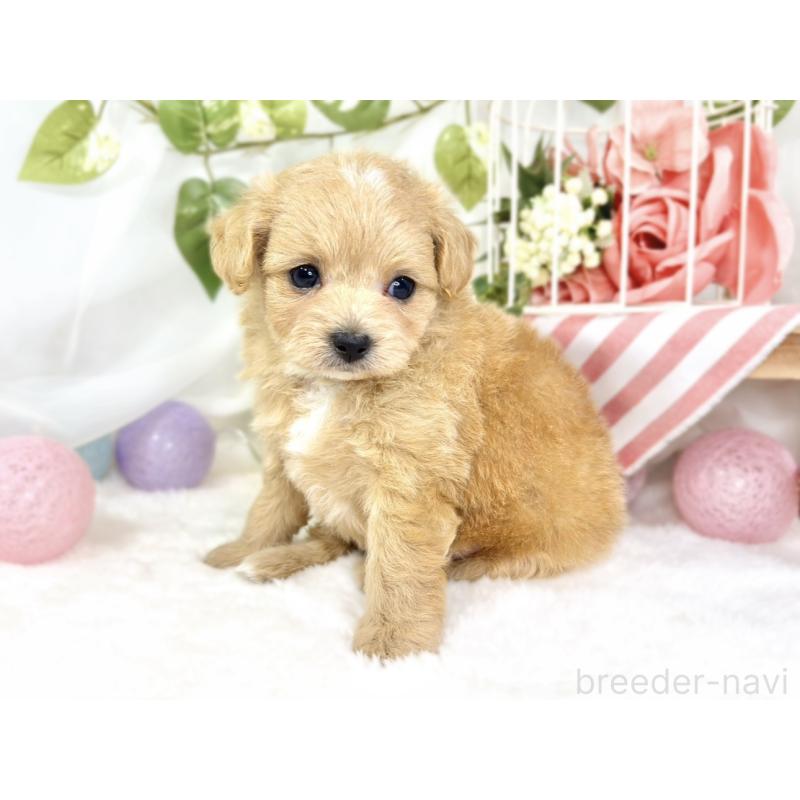 販売中の滋賀県のチワプー:チワワ×トイプードル-430721の3枚目