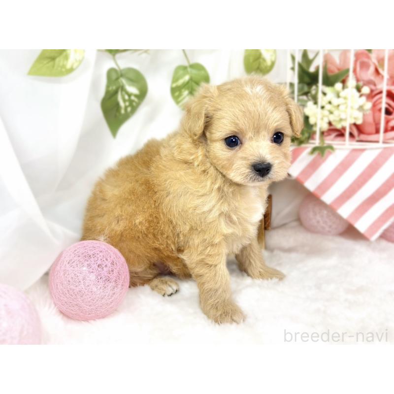 販売中の滋賀県のチワプー:チワワ×トイプードル-430721の2枚目