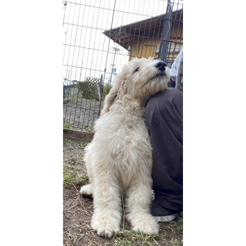 販売中の滋賀県のゴールデンドゥードル:ゴールデンレトリーバー×プードル-430723の2枚目