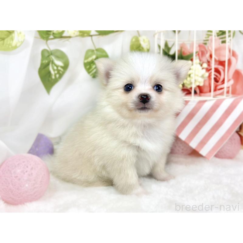 販売中の滋賀県のポメチワ:ポメラニアン×チワワ-430725の4枚目