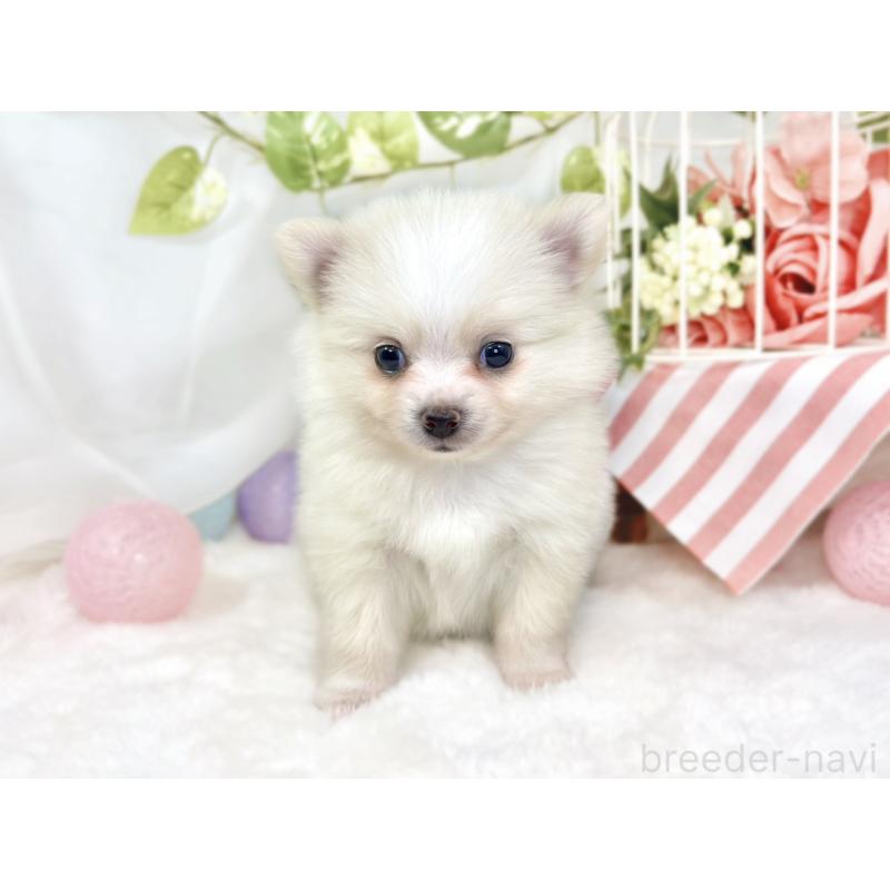 販売中の滋賀県のポメチワ:ポメラニアン×チワワ-430725の3枚目