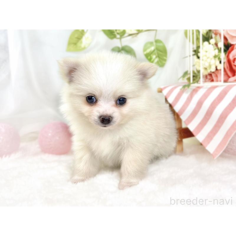 販売中の滋賀県のポメチワ:ポメラニアン×チワワ-430725の2枚目