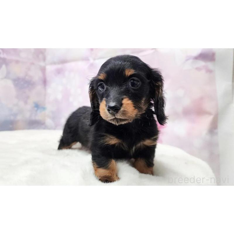 販売中の大阪府のミニチュアダックスフンド(ロングヘアード)-430726の5枚目