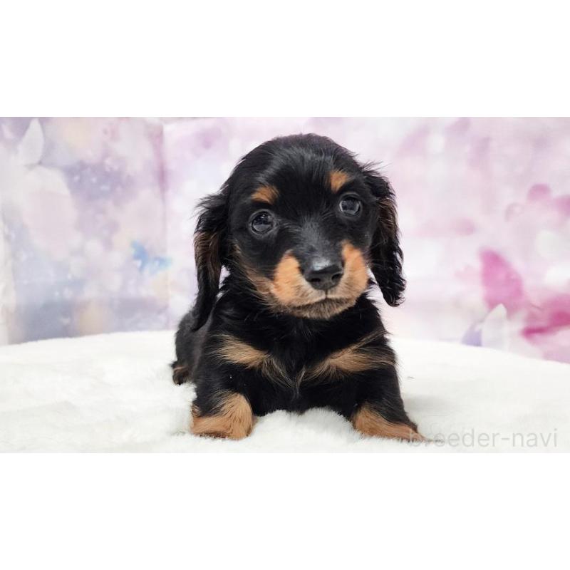 販売中の大阪府のミニチュアダックスフンド(ロングヘアード)-430726の4枚目