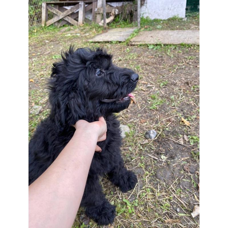 販売中の滋賀県のゴールデンドゥードル:ゴールデンレトリーバー×プードル-430728の2枚目