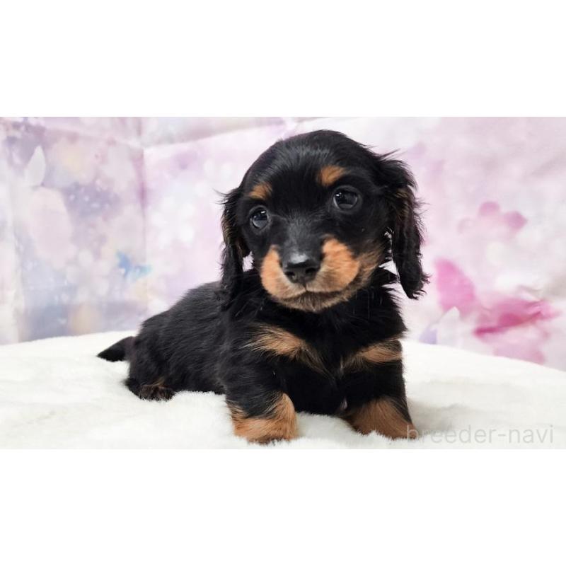 販売中の大阪府のミニチュアダックスフンド(ロングヘアード)-430726の3枚目