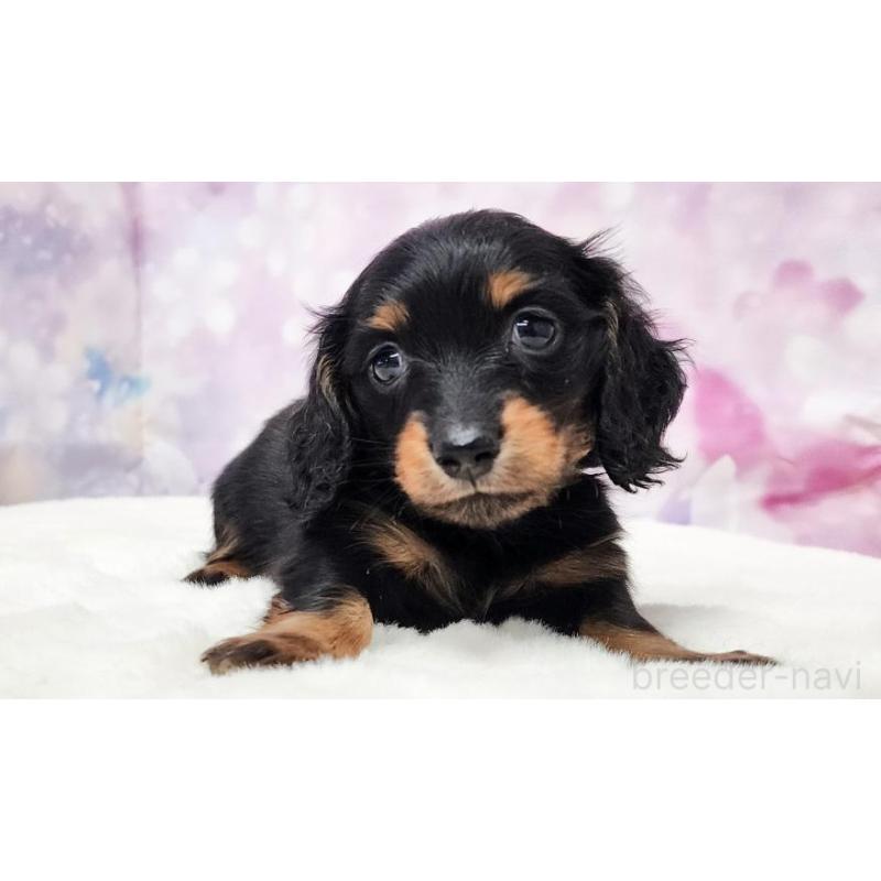 販売中の大阪府のミニチュアダックスフンド(ロングヘアード)-430726の2枚目