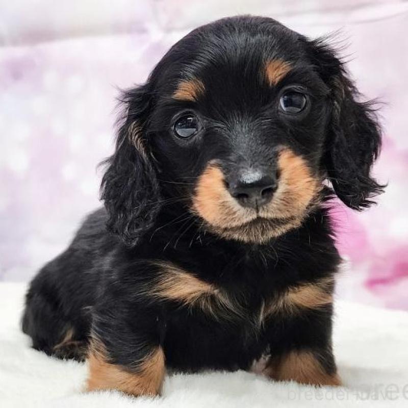 販売中の大阪府のミニチュアダックスフンド(ロングヘアード)-430726の1枚目