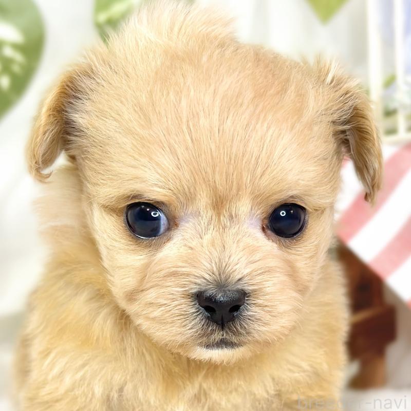 販売中の滋賀県のチワプー:チワワ×トイプードル-430727の1枚目