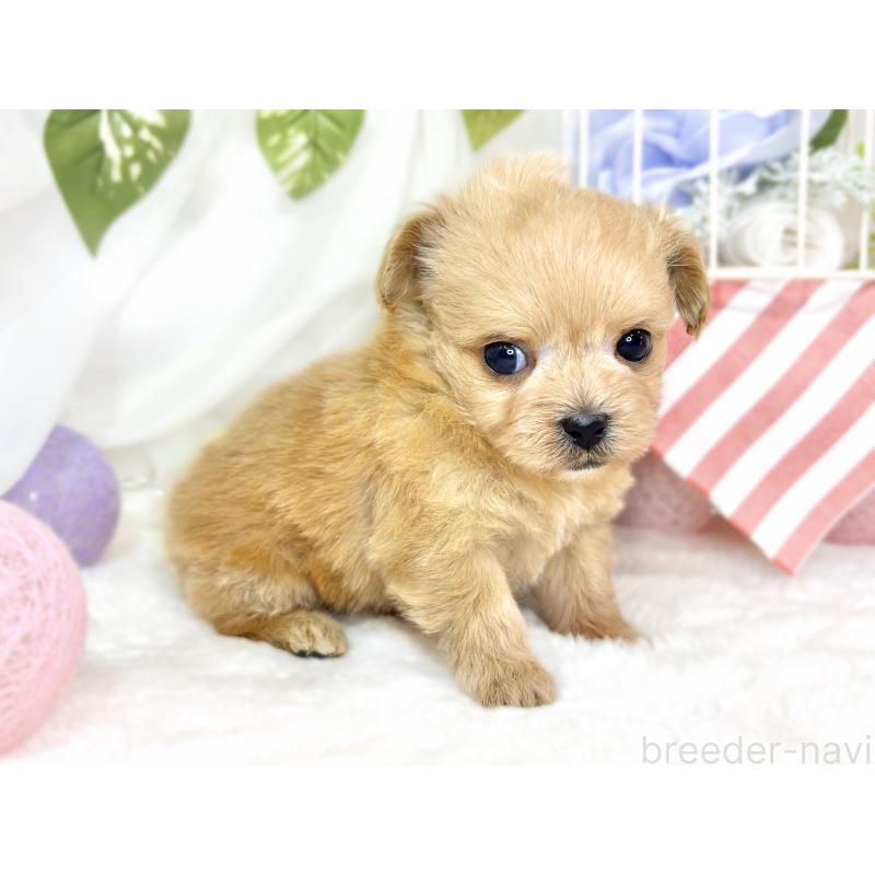 販売中の滋賀県のチワプー:チワワ×トイプードル-430727の4枚目