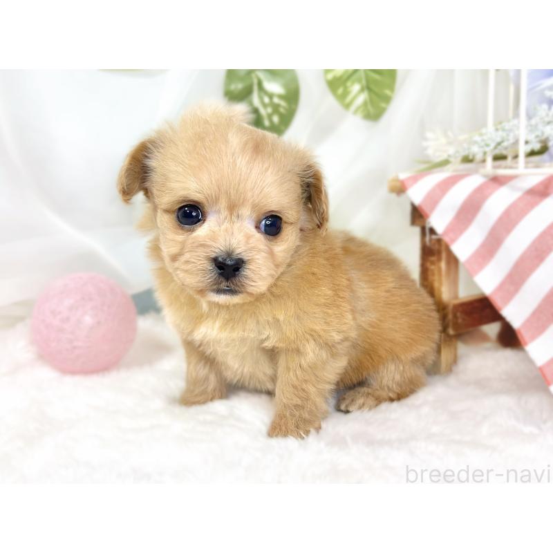 販売中の滋賀県のチワプー:チワワ×トイプードル-430727の3枚目