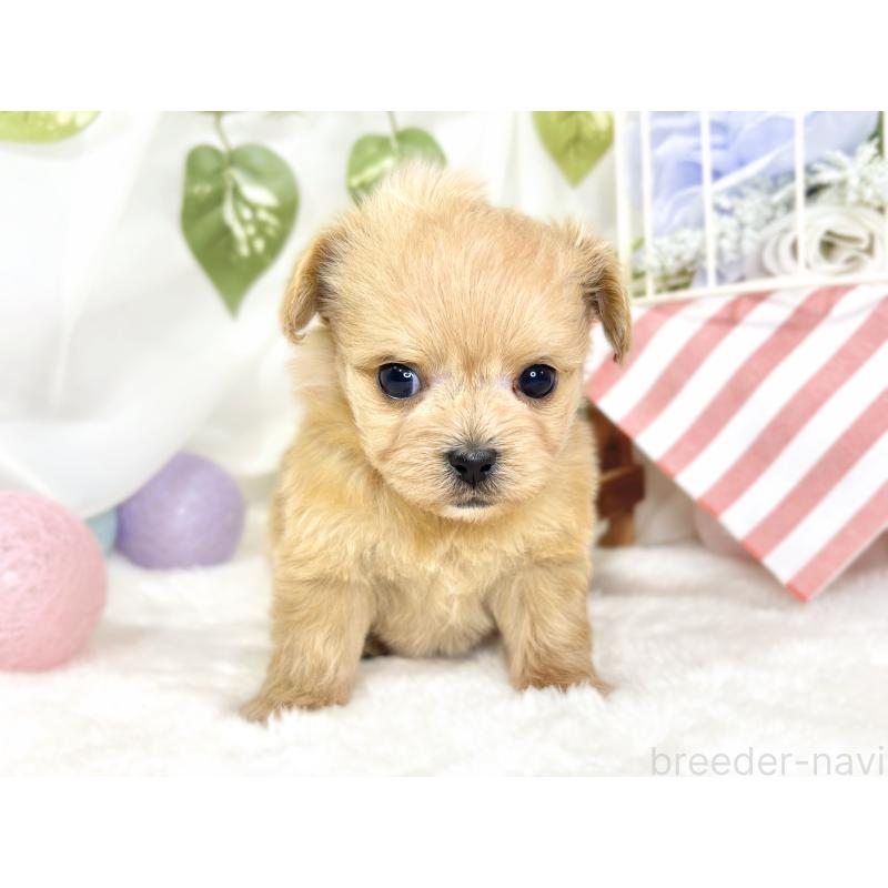 販売中の滋賀県のチワプー:チワワ×トイプードル-430727の2枚目