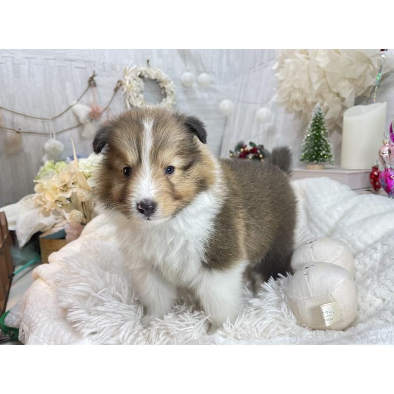 販売中の京都府のシェットランドシープドッグ(シェルティ)-430730の7枚目
