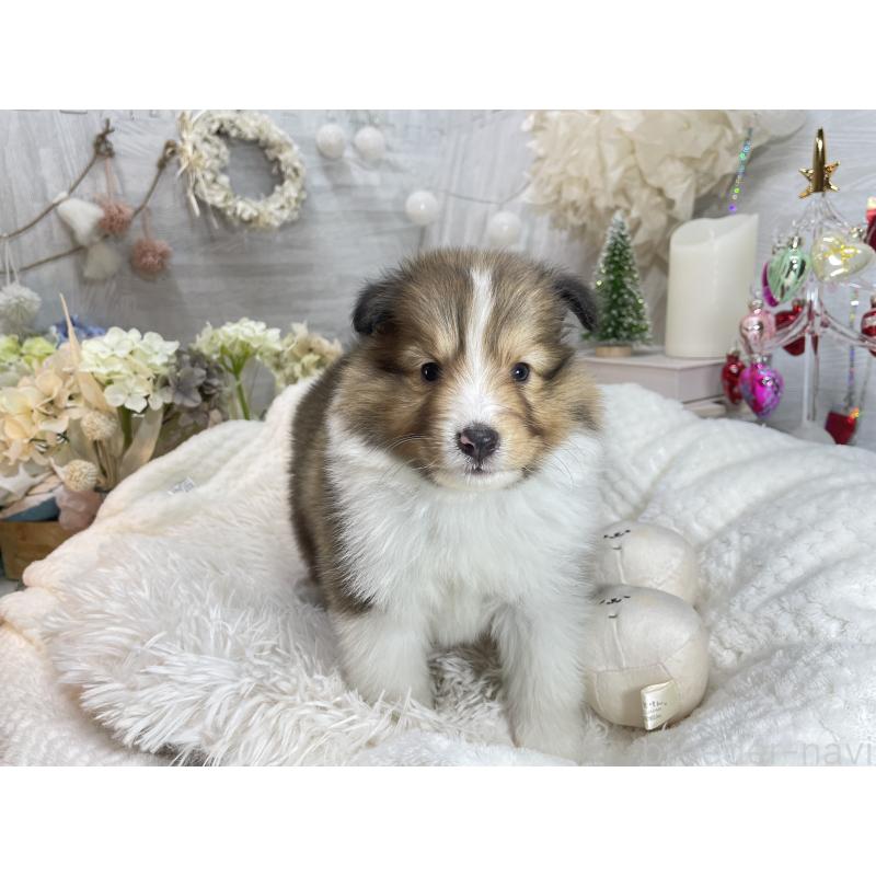 販売中の京都府のシェットランドシープドッグ(シェルティ)-430730の1枚目