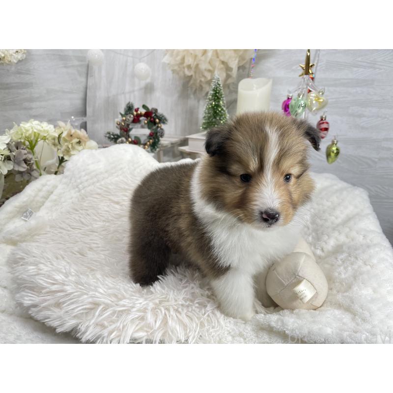 販売中の京都府のシェットランドシープドッグ(シェルティ)-430730の6枚目