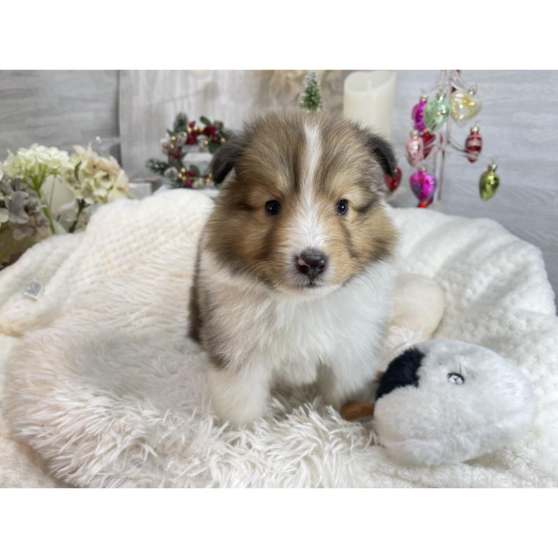 販売中の京都府のシェットランドシープドッグ(シェルティ)-430730の5枚目