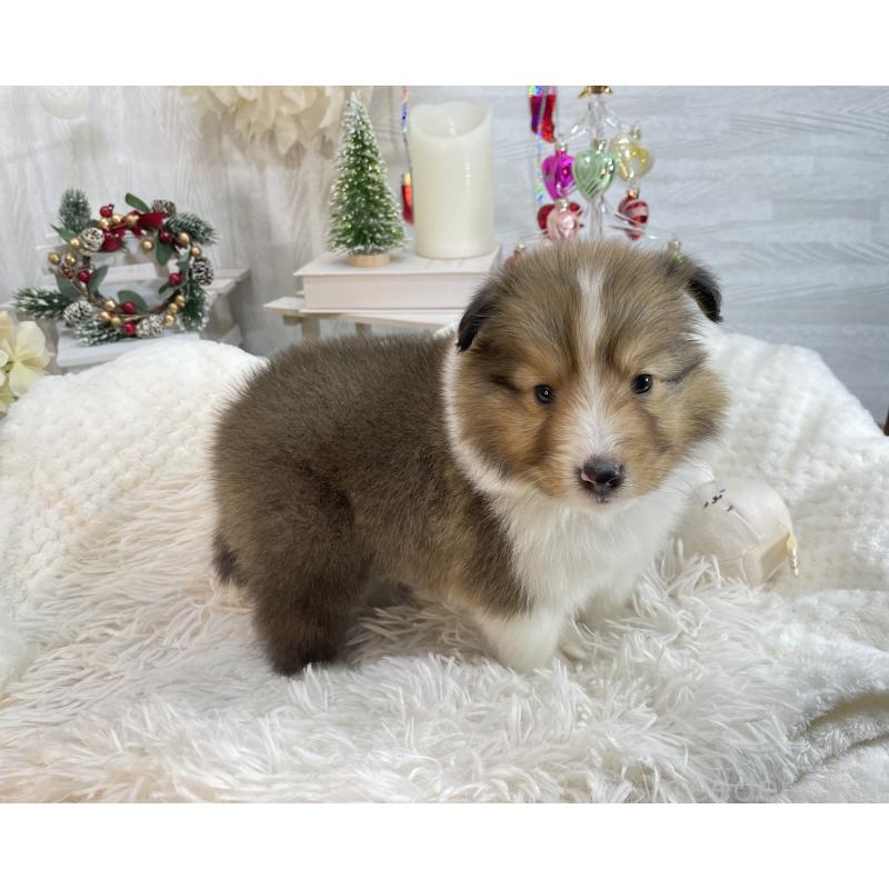 販売中の京都府のシェットランドシープドッグ(シェルティ)-430730の4枚目