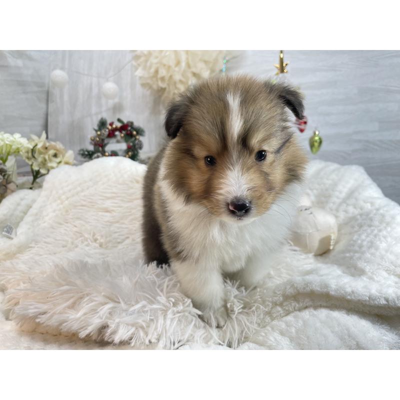 販売中の京都府のシェットランドシープドッグ(シェルティ)-430730の3枚目