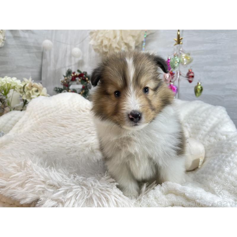 販売中の京都府のシェットランドシープドッグ(シェルティ)-430730の2枚目