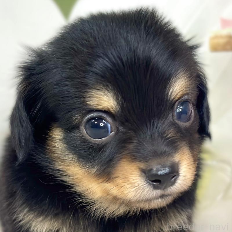 販売中の滋賀県のチワックス:チワワ×ミニチュアダックスフンド-430729の1枚目