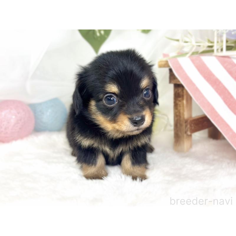 販売中の滋賀県のチワックス:チワワ×ミニチュアダックスフンド-430729の4枚目