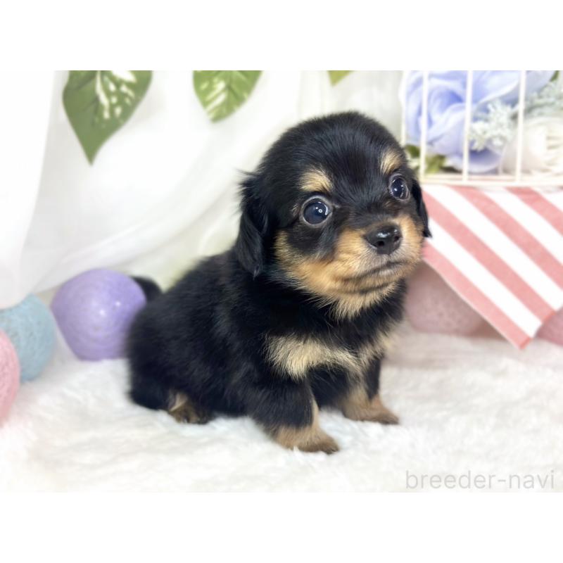 販売中の滋賀県のチワックス:チワワ×ミニチュアダックスフンド-430729の3枚目