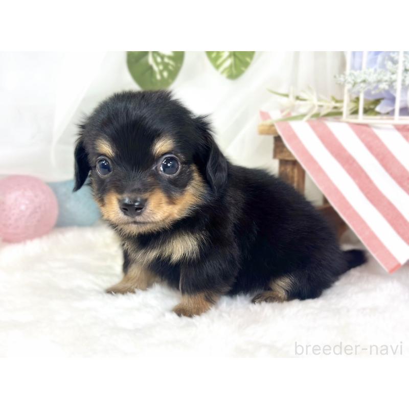 販売中の滋賀県のチワックス:チワワ×ミニチュアダックスフンド-430729の2枚目