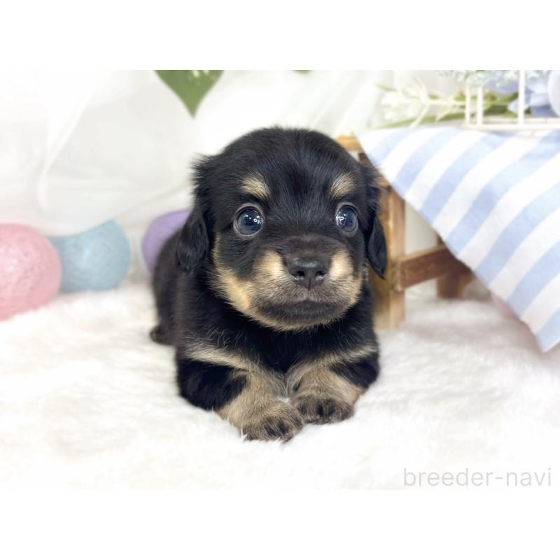 販売中の滋賀県のチワックス:チワワ×ミニチュアダックスフンド-430732の4枚目