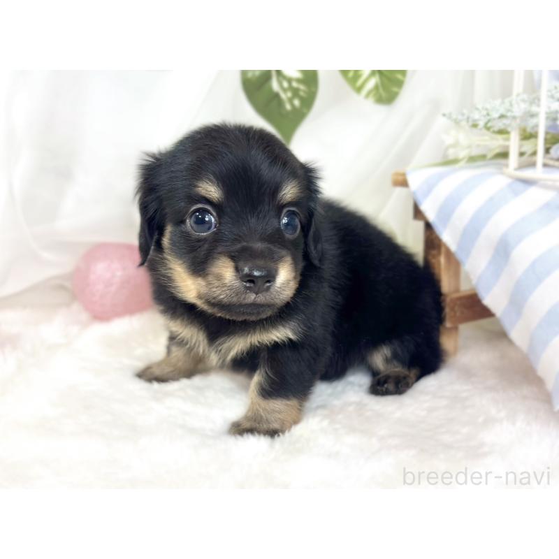 販売中の滋賀県のチワックス:チワワ×ミニチュアダックスフンド-430732の3枚目