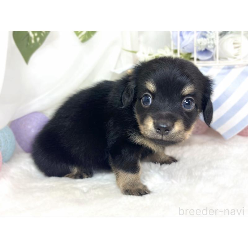 販売中の滋賀県のチワックス:チワワ×ミニチュアダックスフンド-430732の2枚目