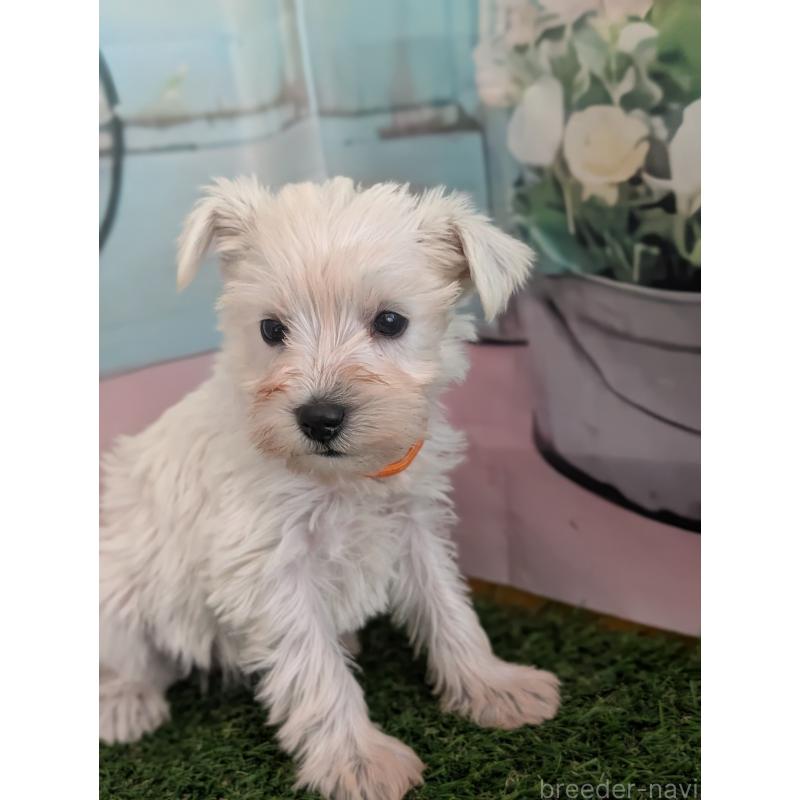 販売中の北海道のミニチュアシュナウザー-430735の9枚目