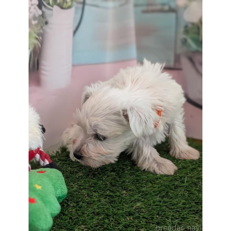 販売中の北海道のミニチュアシュナウザー-430735の8枚目