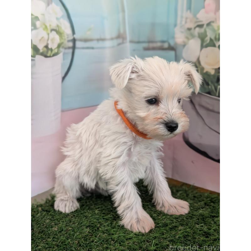 販売中の北海道のミニチュアシュナウザー-430735の7枚目