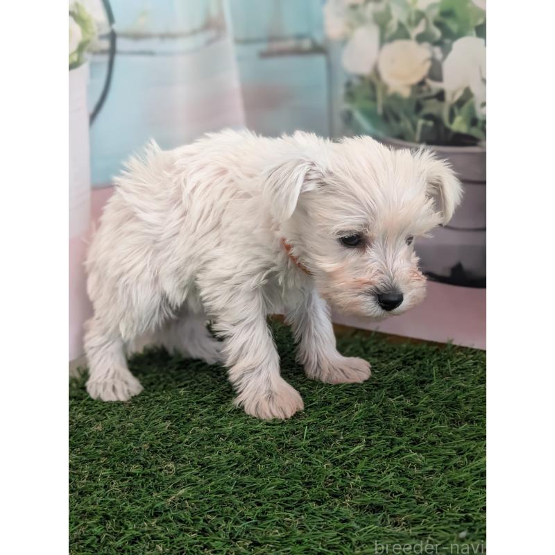 販売中の北海道のミニチュアシュナウザー-430735の6枚目