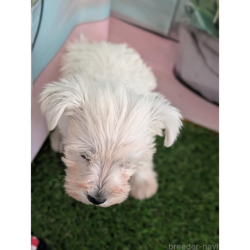 販売中の北海道のミニチュアシュナウザー-430735の5枚目