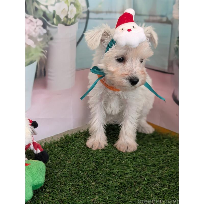 販売中の北海道のミニチュアシュナウザー-430735の4枚目