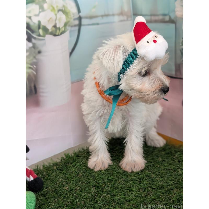 販売中の北海道のミニチュアシュナウザー-430735の3枚目