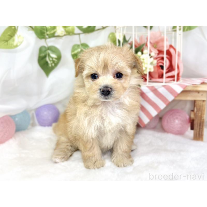 販売中の滋賀県のマルプー:マルチーズ×トイプードル-430733の4枚目