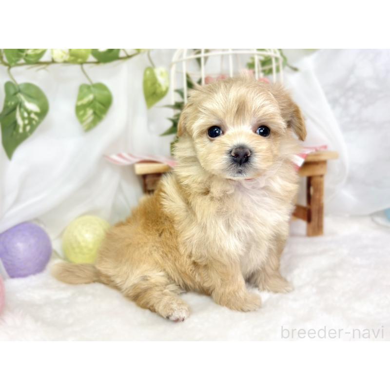 販売中の滋賀県のマルプー:マルチーズ×トイプードル-430733の3枚目