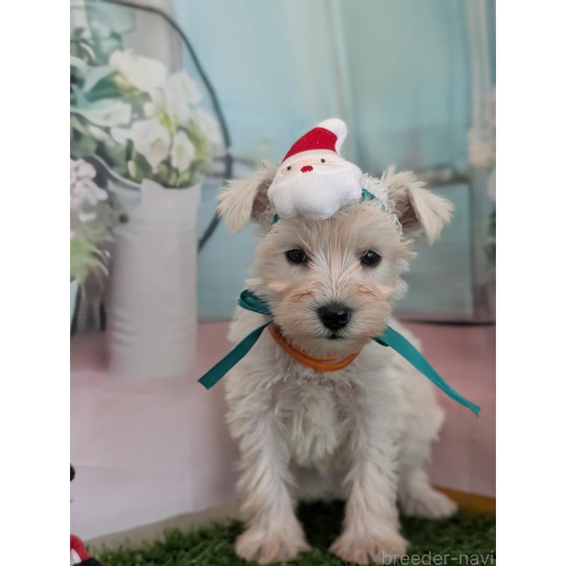 販売中の北海道のミニチュアシュナウザー-430735の2枚目